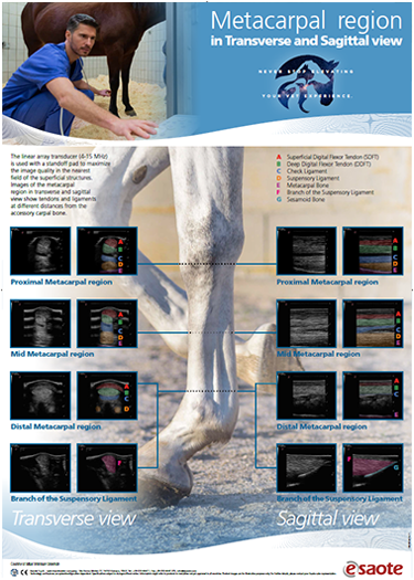 VET Poster - Horse metacarpal region in transverse and sagittal view