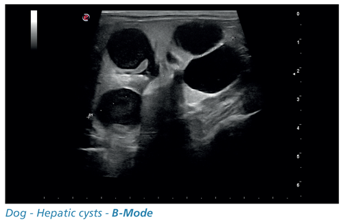 Dog - Hepatic cysts - B-Modee