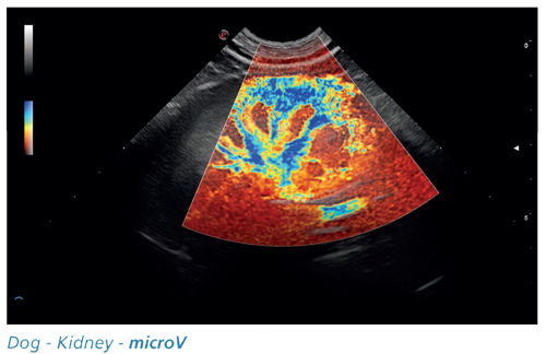 Dog - Kidney - microV