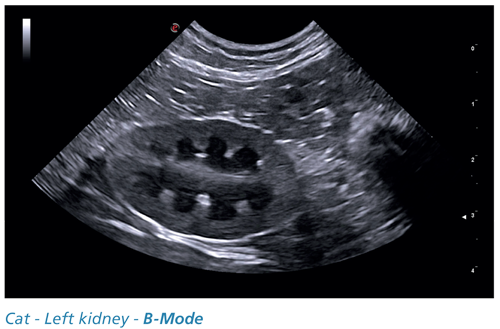 Cat - Left kidney - B-Mode