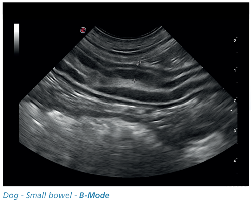 Dog - Small bowel - B-Mode