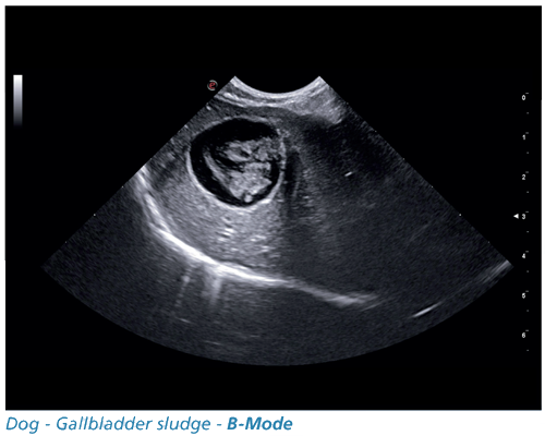 Dog - Gallbladder sludge - B-Mode