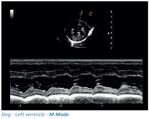 Dog - Left ventricle - M-Mode