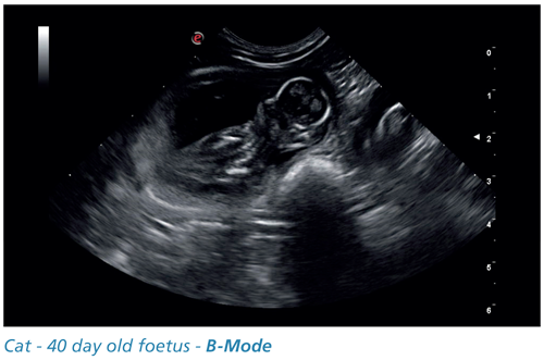 Cat - 40 day old foetus - B-Mode