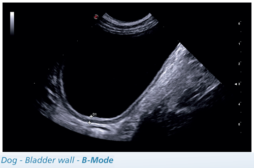 Dog - Bladder wall - B-Mode