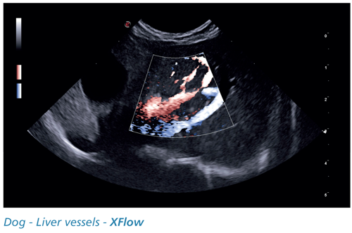 Dog - Liver vessels - XFlow