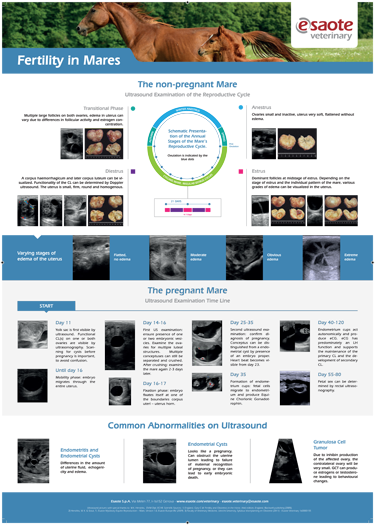 VET Poster Transthoracic echocardiography