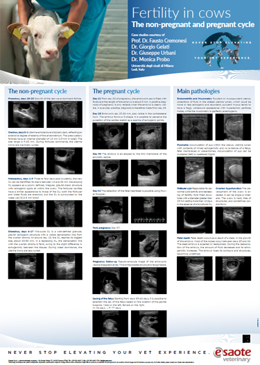VET Poster - Fertility in cows The non-pregnant and pregnant cycle