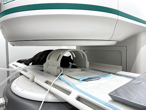 Magnifico Vet MRI features