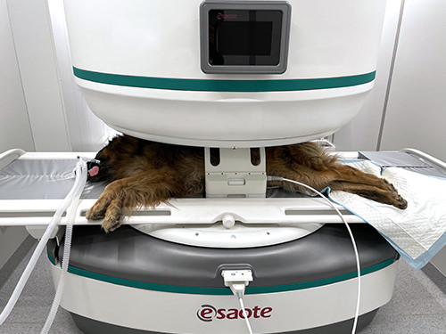 Magnifico Vet MRI