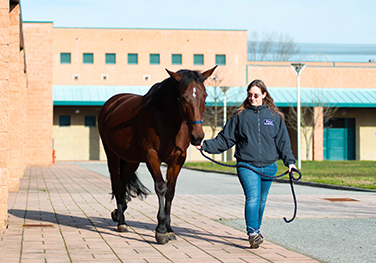 Equine Unit, University of Milan, University Veterinary Hospital of Lodi.