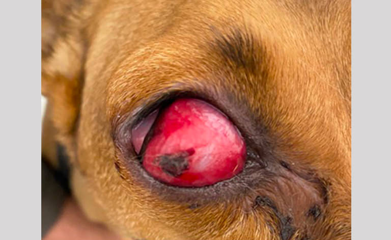 Corneal ulcer complicated by bacterial infection 01