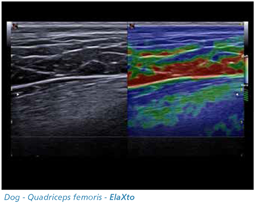 Dog - Quadriceps femoris - ElaXto