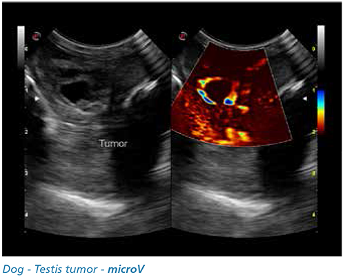 Dog - Testis tumor - microV