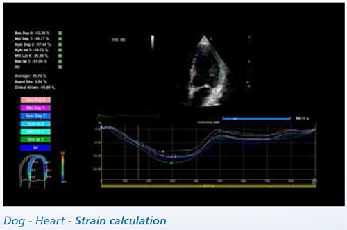 Dog - Heart - Strain calculation