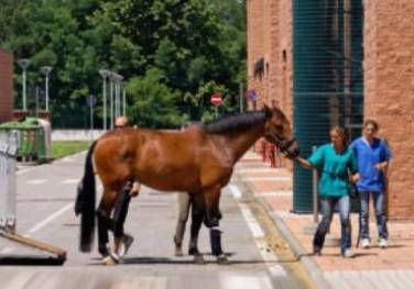 Equine Medicine Unit Università degli studi di Milano, Ospedale Universitario Veterinario di Lodi