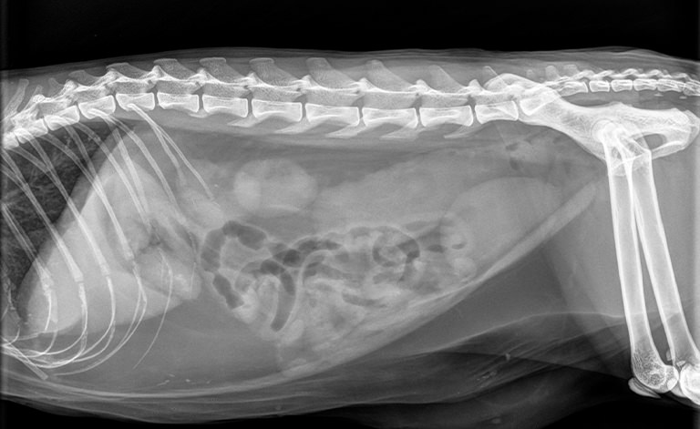 An abdominal X-ray and hematochemical tests