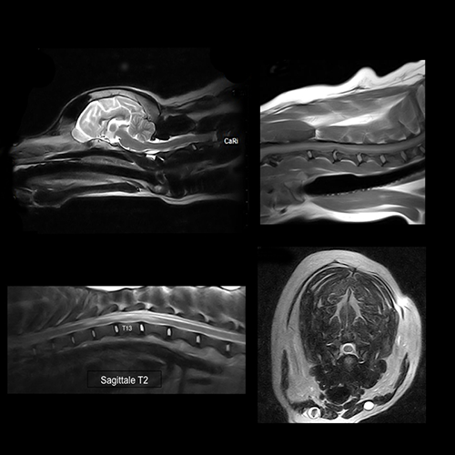 G-scan equine