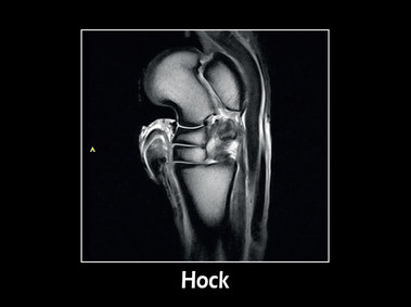 Clinical Image - G-scan equine: Hock