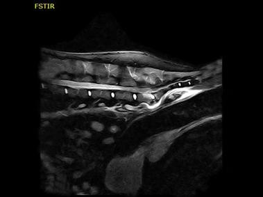 Clinical Image - Vet-MR Grande
