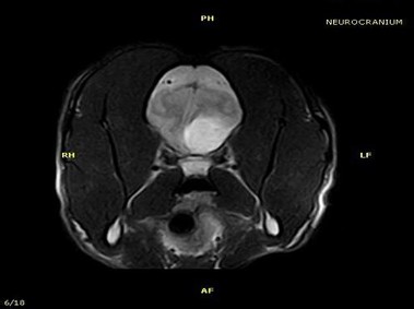 Clinical Image - Vet-MR - Neurocranium - SE T1 weighted dorsal
