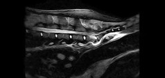Clinical Image - Vet-MR Grande