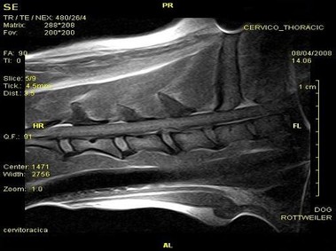 Clinical Image - Vet-MR - Cervo-thoracic - SE T1 weighted dorsal