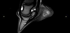 Clinical Image - Vet-MR Grande