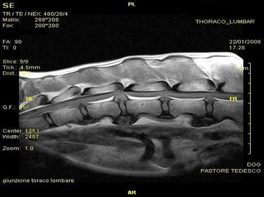 Clinical Image - Vet-MR - Thoracic-lumbar - SE T1 weighted sagittal