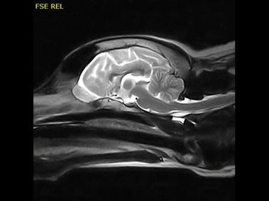 Clinical Image - Vet-MR Grande