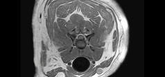 Clinical Image - Vet-MR Grande