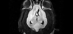 Clinical Image - Vet-MR Grande