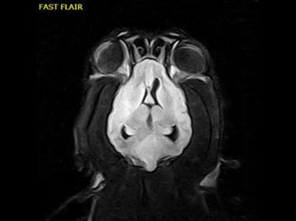 Clinical Image - Vet-MR Grande