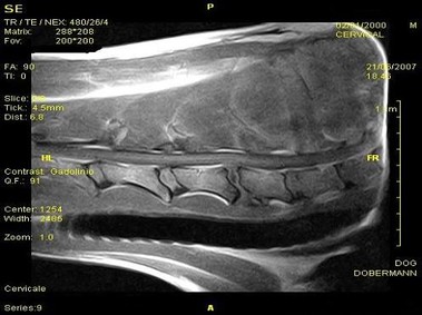 Clinical Image - Vet-MR - Cervical - SE T1 weighted transverse