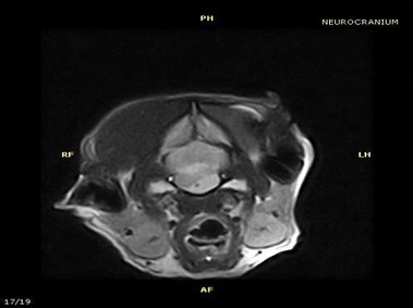 Clinical Image - Vet-MR - Neurocranium - SE T1 weighted dorsal