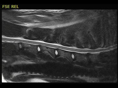 Clinical Image - Vet-MR Grande