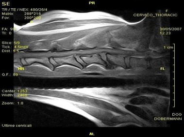 Clinical Image - Vet-MR - Cervo-thoracic - SE T1 weighted dorsal