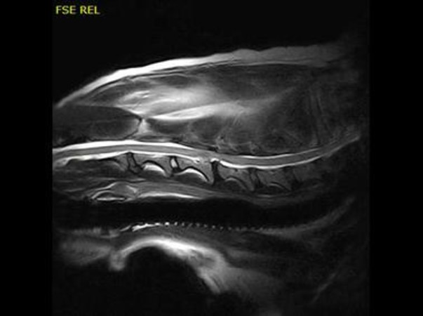 Clinical Image - Vet-MR Grande