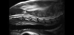 Clinical Image - Vet-MR Grande
