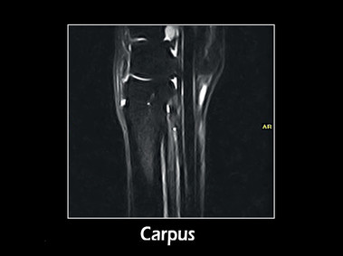 Clinical Image - G-scan equine: Carpus