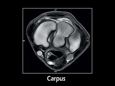 Clinical Image - G-scan equine: Carpus