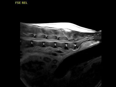 Clinical Image - Vet-MR Grande