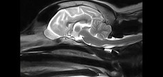 Clinical Image - Vet-MR Grande