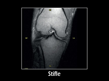 Clinical Image - G-scan equine: Stifle
