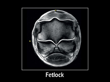 Clinical Image - G-scan equine: Fetlock
