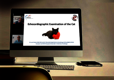 Echocardiographic examination of the cat