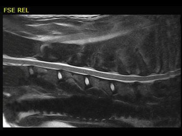 Clinical Image - Vet-MR Grande
