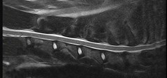 Clinical Image - Vet-MR Grande