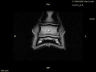 Clinical Image - Vet-MR Grande