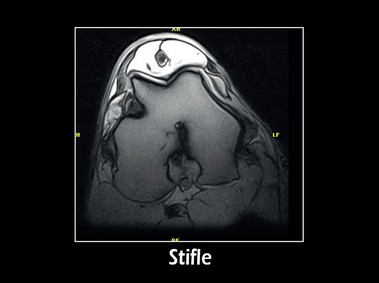 Clinical Image - G-scan equine: Stifle